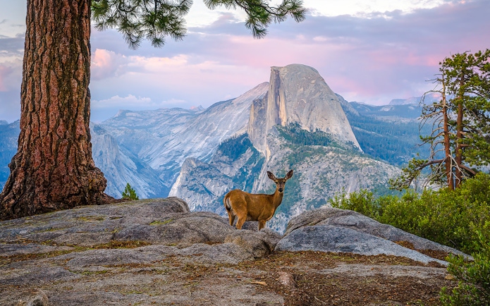 Deer standing on rocky terrain with Half Dome in the background at sunset, Yosemite National Park.