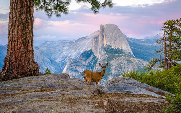 Deer standing on rocky terrain with Half Dome in the background at sunset, Yosemite National Park.