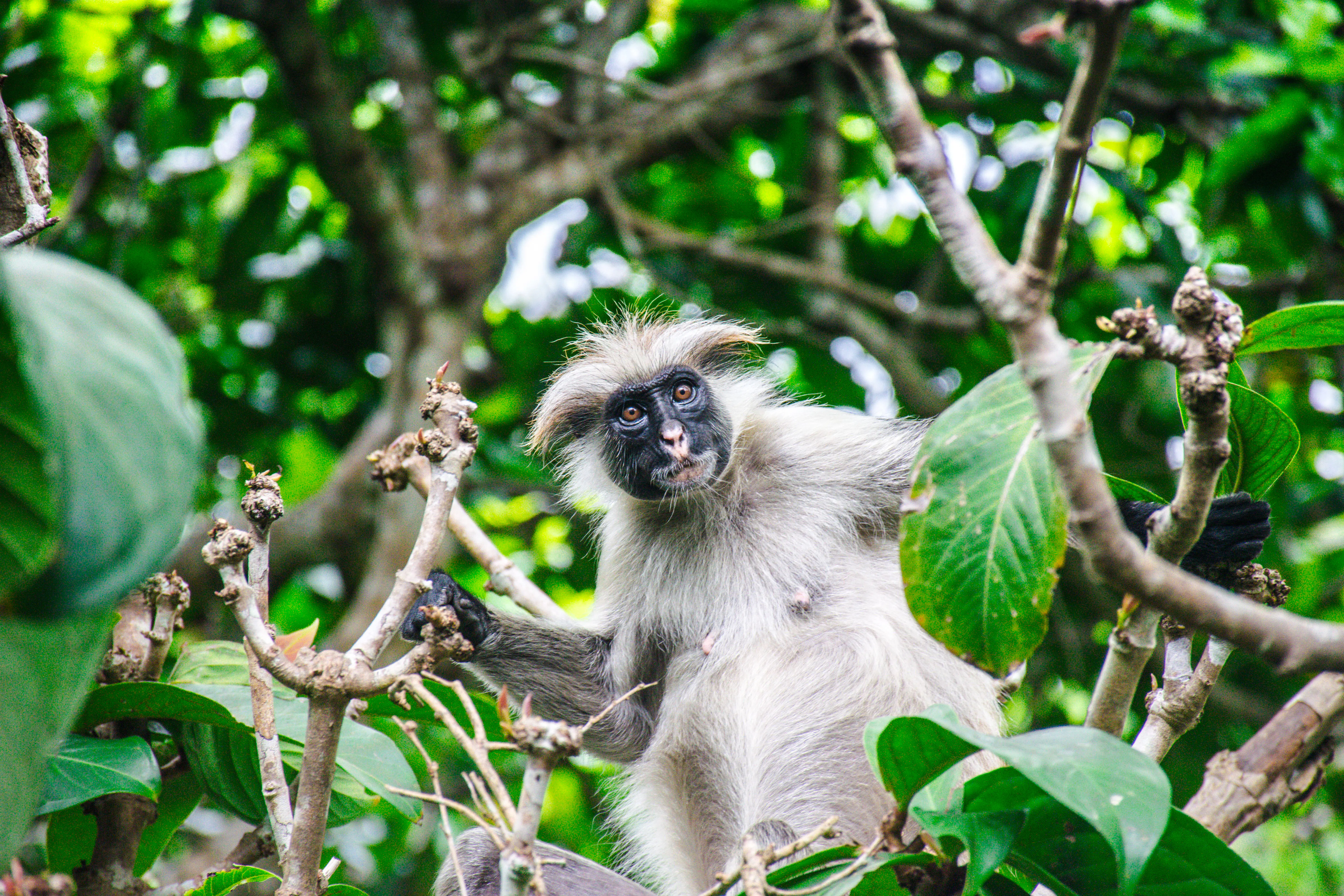 Red colobus monkey in Jozani Forest, Zanzibar, perched among green leaves.