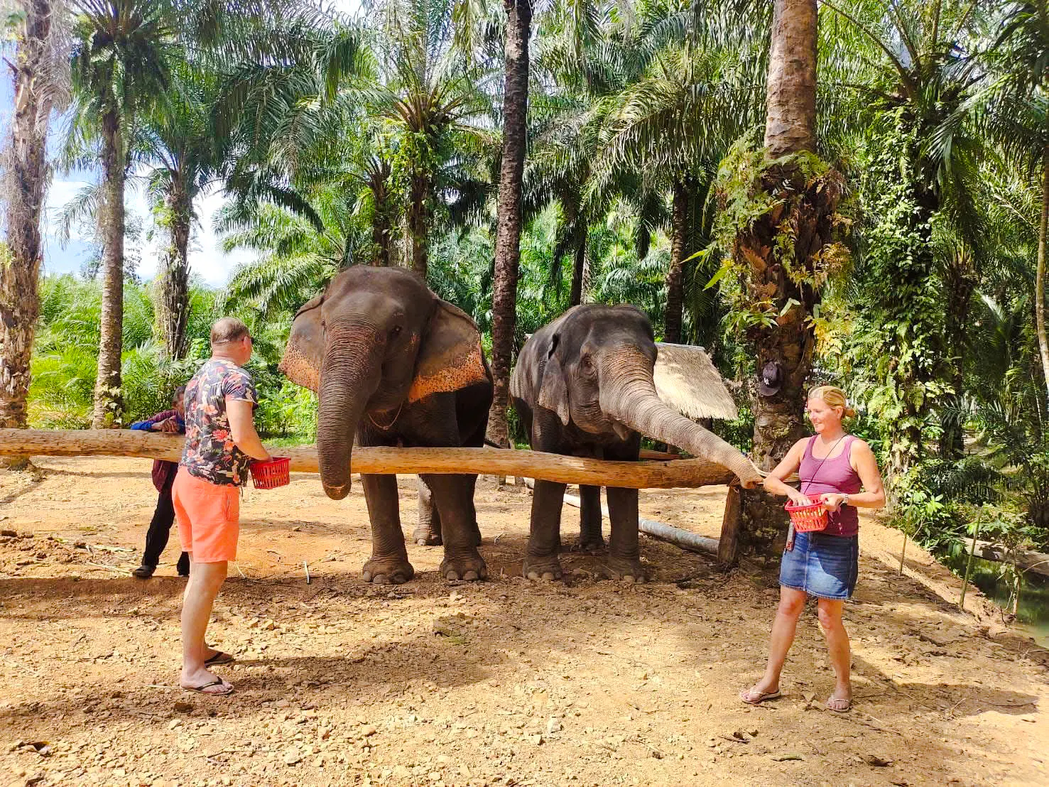 Krabi Elephant Shelter Bathing and Feeding with Khao Thong Hill Visit and Hotel Transfers