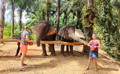 Tourists feeding elephants in a lush Krabi forest during the Krabi Elephant Bathing & Khao Thong Hill Scenic Experience.