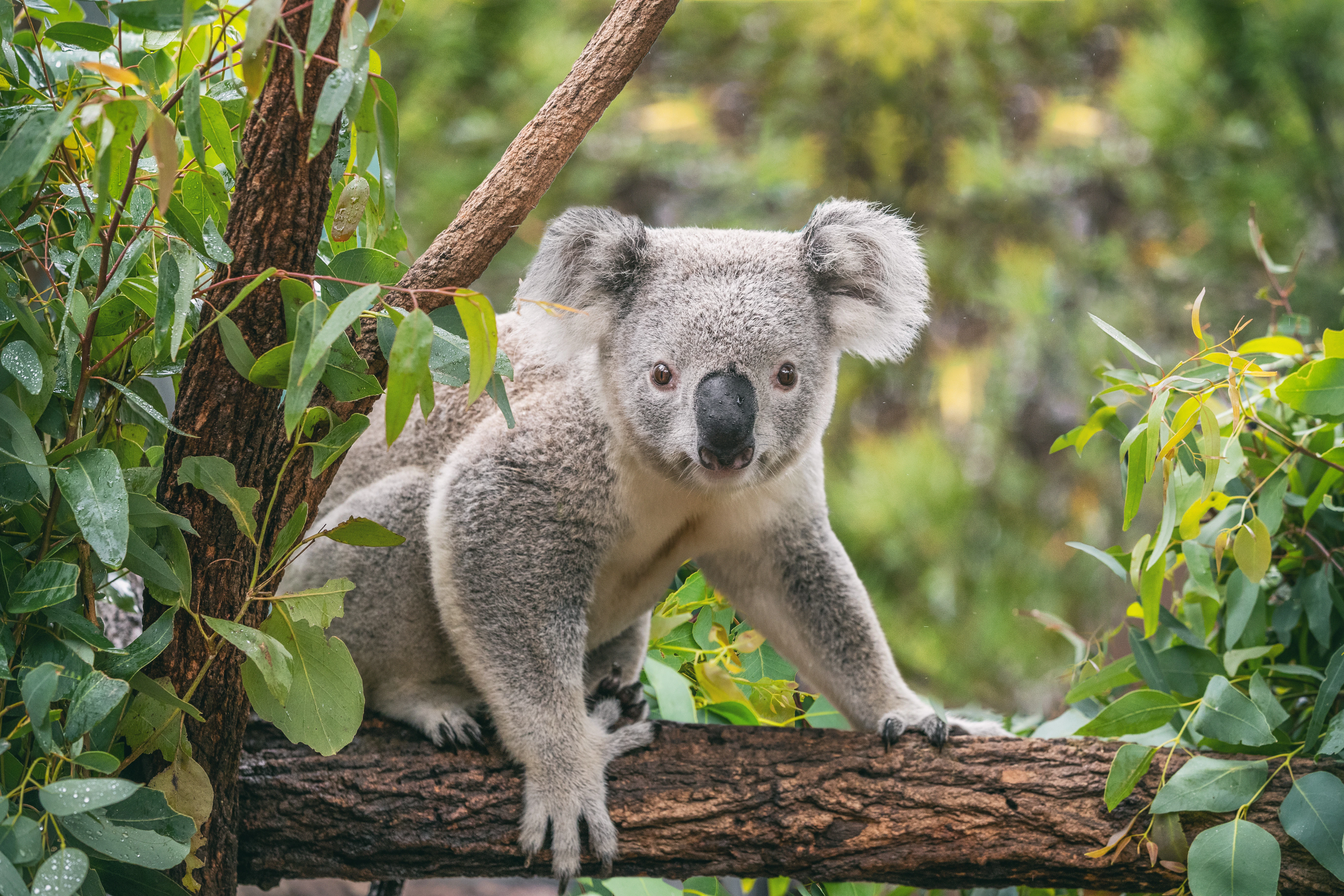 Walk the koala boardwalk