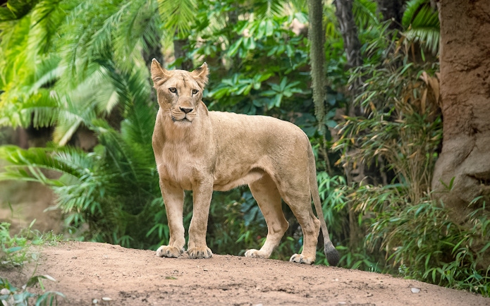 Lioness standing in lush greenery at Loro Park, Tenerife.
