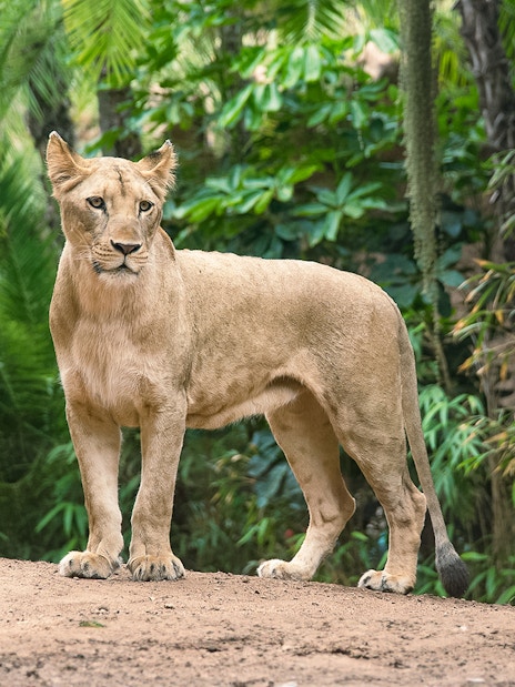 Lioness standing in lush greenery at Loro Park, Tenerife.