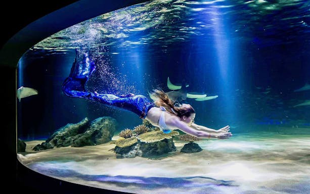 Mermaid performer swimming in Aqua Planet 63 aquarium, Seoul.