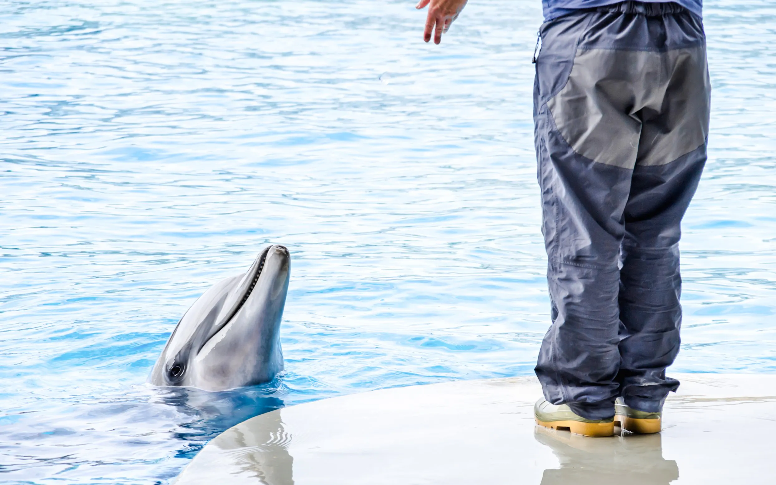 Dolphin interacting with trainer at Oltremare Park.