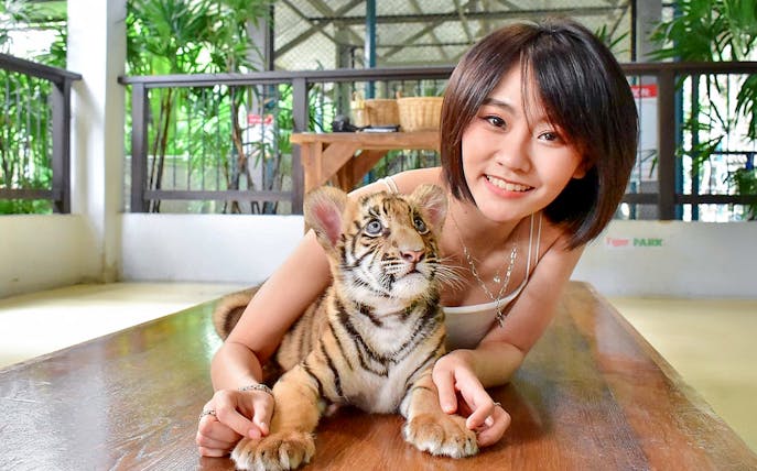 Thai tourist with tiger cub at Tiger Park Pattaya.