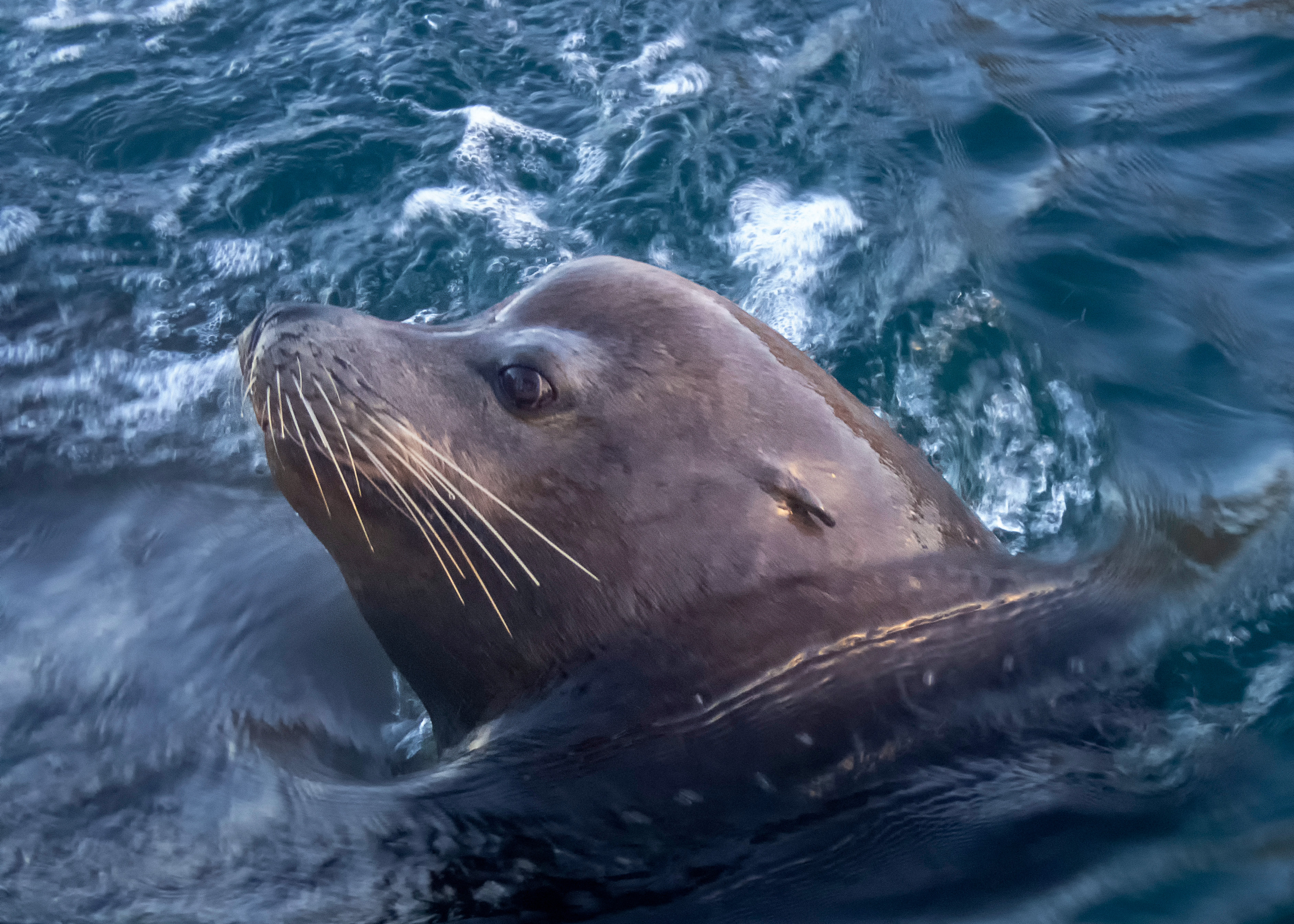 California sea lion resting on a rock at the coast in San Francisco Bay.