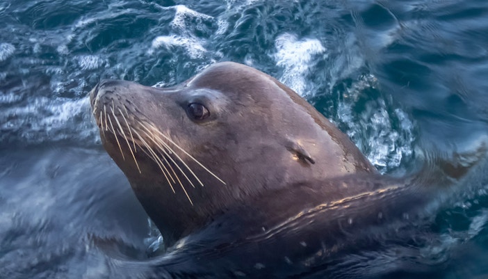 California sea lion resting on a rock at the coast in San Francisco Bay.