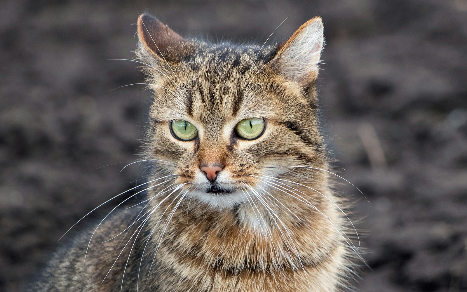 Brown tabby cat with an attentive look on the background of arable land