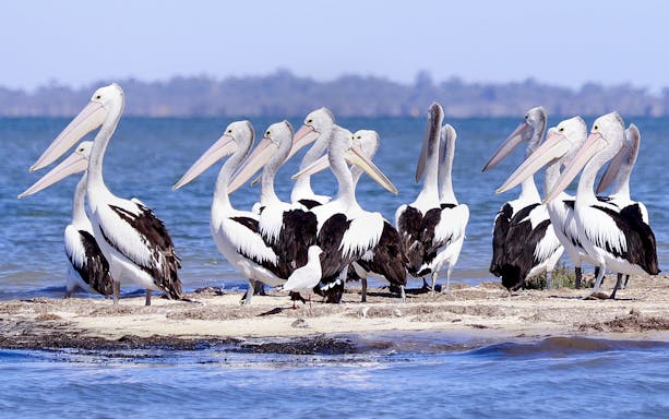 Australian pelicans gathered on a sandbank during Giant & Dolphin Sightseeing Cruise.