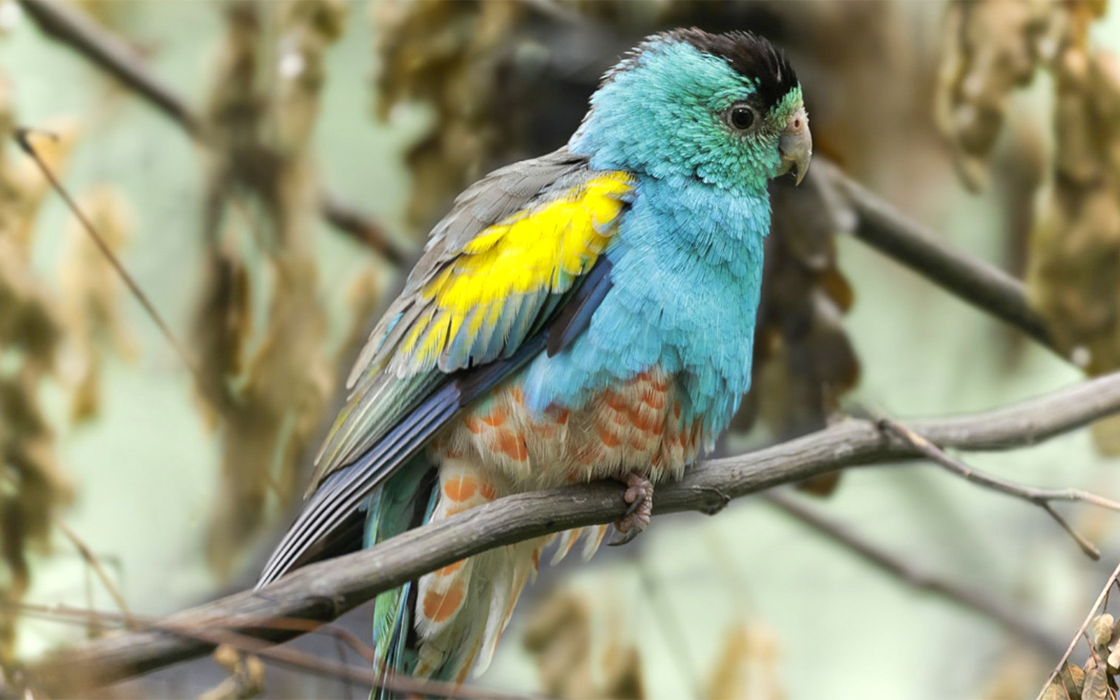Colorful parrot perched on a branch at Bird Paradise, part of VIP Walking Tour.