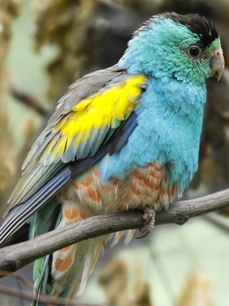 Colorful parrot perched on a branch at Bird Paradise, part of VIP Walking Tour.