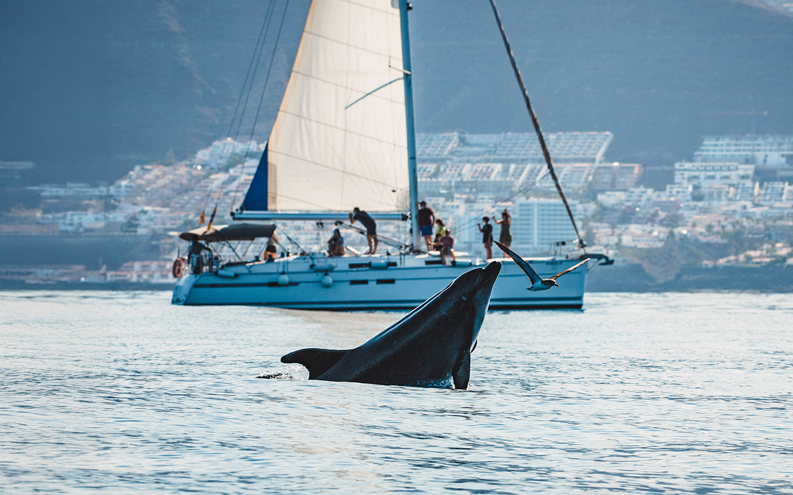 Dolphin leaping in Tenerife waters with tourist boat in background.