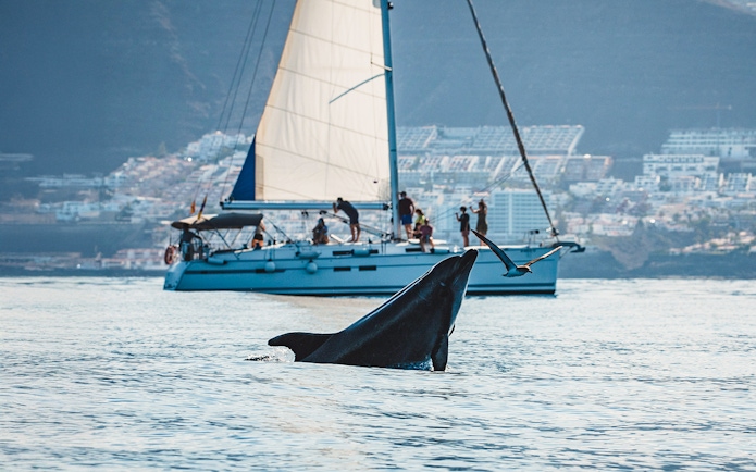 Dolphin leaping in Tenerife waters with tourist boat in background.