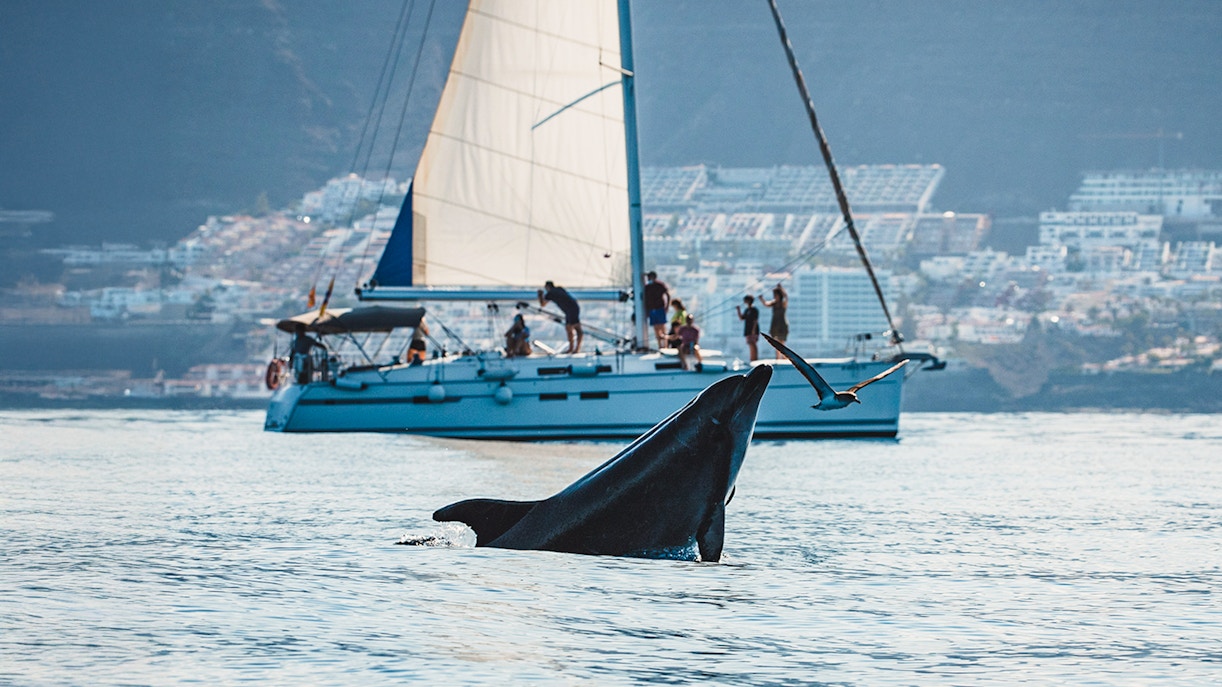 Dolphin leaping in Tenerife waters with tourist boat in background.