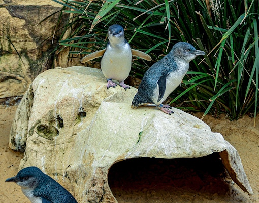 SEA LIFE Sydney Aquarium