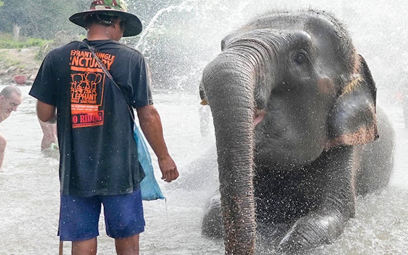 Elephant bathing with a guide at Elephant Jungle Sanctuary, Chiang Mai.