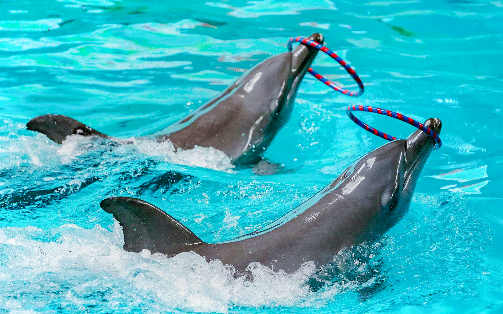 Dolphins performing synchronized jumps at an aquatic show in a marine park.