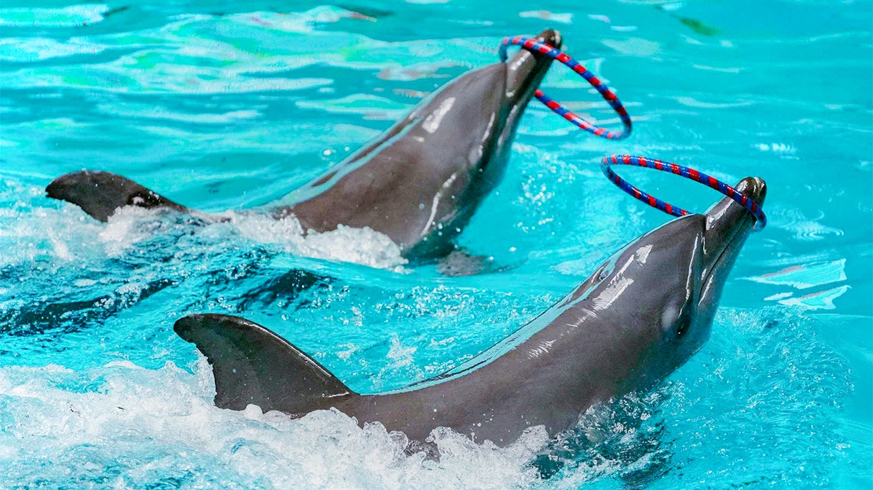Dolphins performing synchronized jumps at an aquatic show in a marine park.