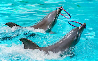 Dolphins performing with hoops in an aquatic show.