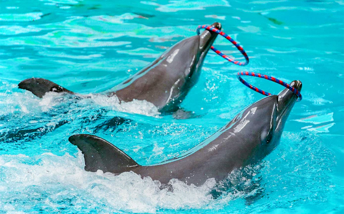 Dolphins performing with hoops in an aquatic show.