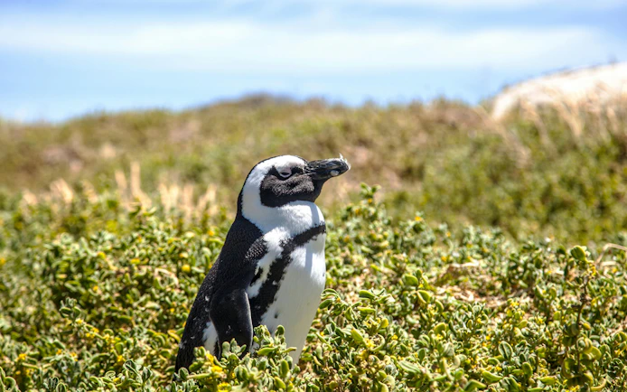 Penguin standing among greenery at Boulders Beach, South Africa.
