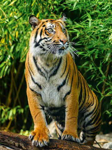 Tiger standing on a log at Wroclaw Zoo, surrounded by lush greenery.