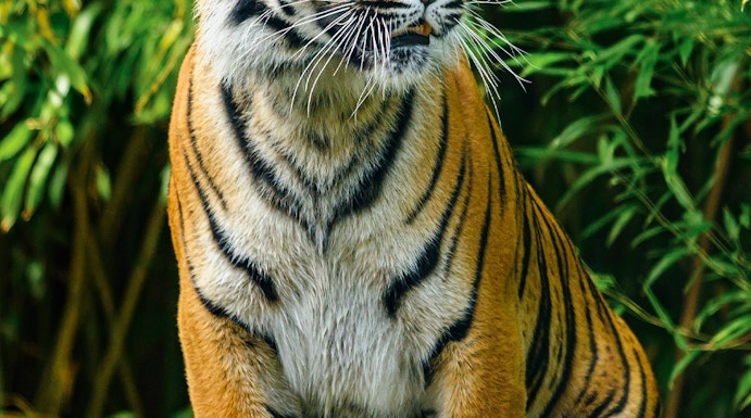 Tiger standing on a log at Wroclaw Zoo, surrounded by lush greenery.