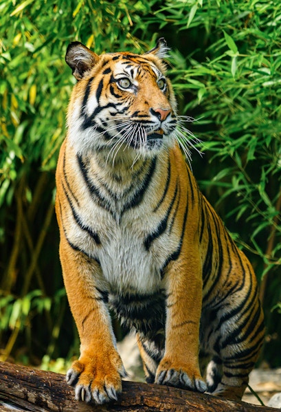 Tiger standing on a log at Wroclaw Zoo, surrounded by lush greenery.