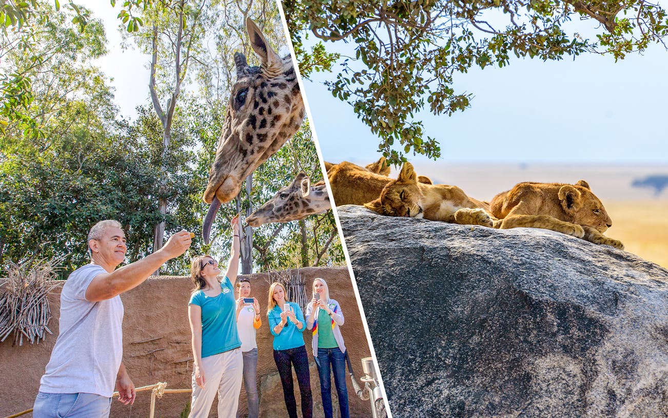 Feeding giraffes at San Diego Zoo and lions resting at San Diego Zoo Safari Park.