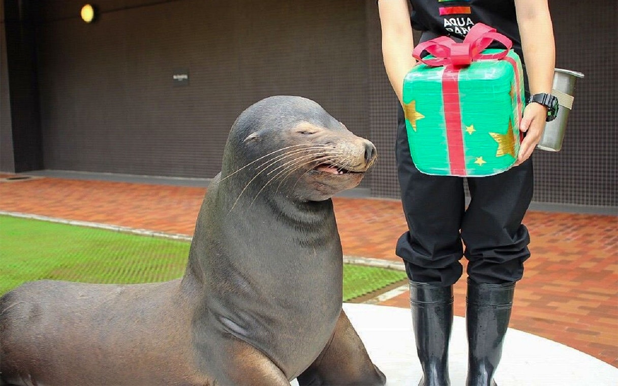 Sea lion with trainer holding a gift at Maxell Aqua Park Shinagawa.
