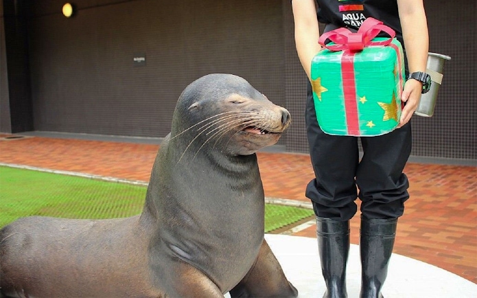 Sea lion with trainer holding a gift at Maxell Aqua Park Shinagawa.