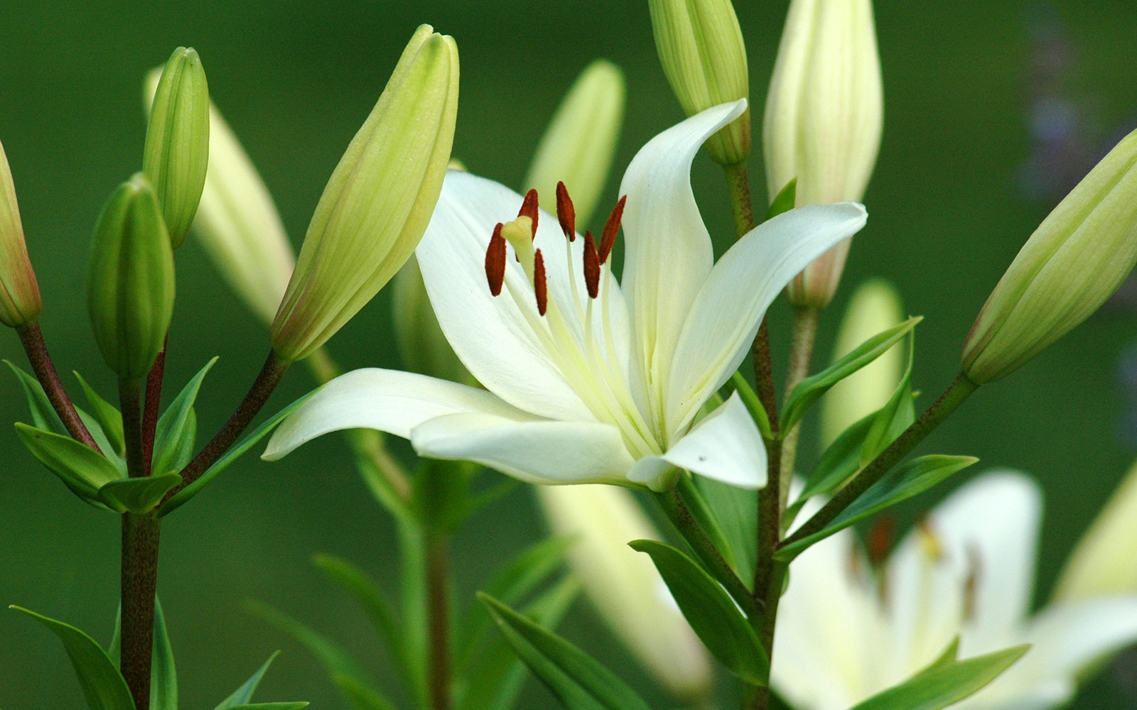 Close up of a white Easter lily flower