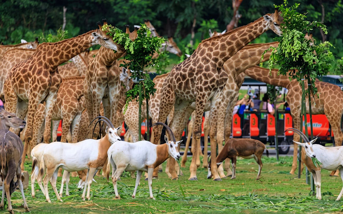 Giraffes and antelopes grazing at Chimelong Safari Park.