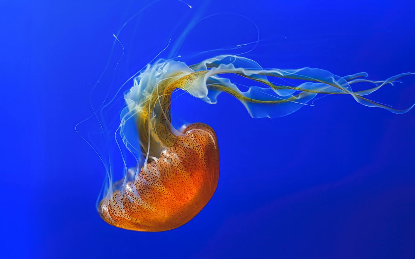 Jellyfish swimming at Aquarium of the Pacific, Los Angeles.