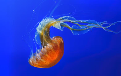 Jellyfish swimming at Aquarium of the Pacific, Los Angeles.