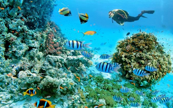 Scuba diver exploring coral reef with colorful fish in Red Sea, Hurghada.