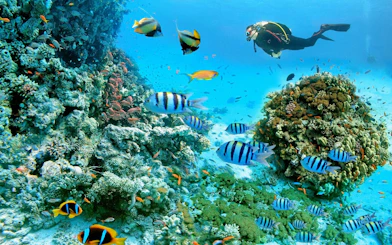 Scuba diver exploring coral reef with colorful fish in Red Sea, Hurghada.
