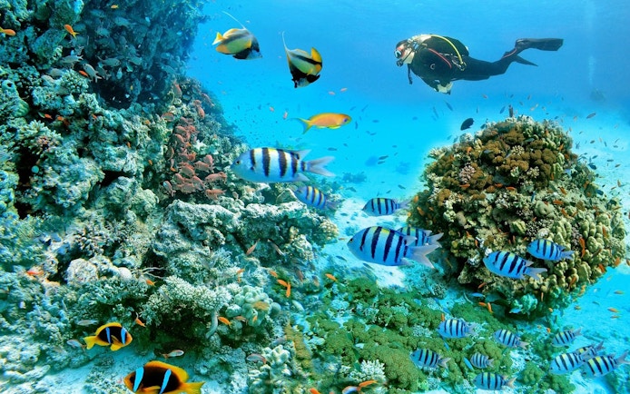 Scuba diver exploring coral reef with colorful fish in Red Sea, Hurghada.