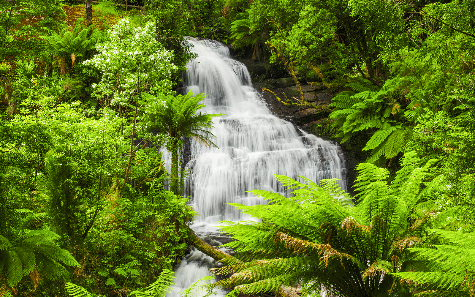 Triplet Falls cascading through lush forest in Great Otway National Park, Australia.