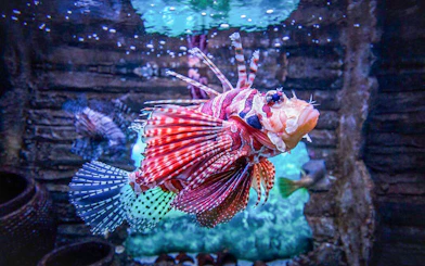 Red lionfish swimming at Aquaria KLCC, Kuala Lumpur.