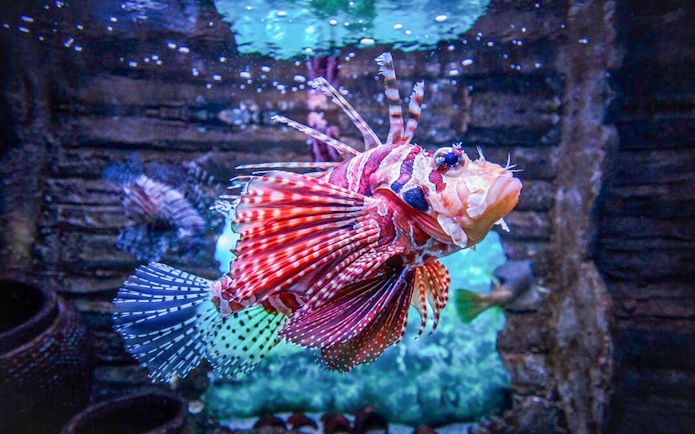 Red lionfish swimming at Aquaria KLCC, Kuala Lumpur.