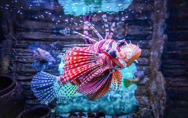Red lionfish swimming at Aquaria KLCC, Kuala Lumpur.