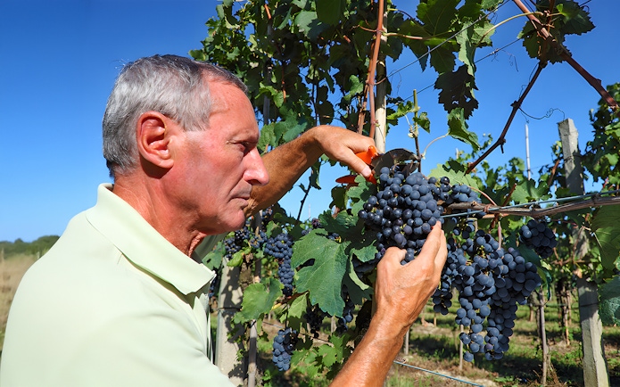 Man harvesting grapes in a Tuscany vineyard.