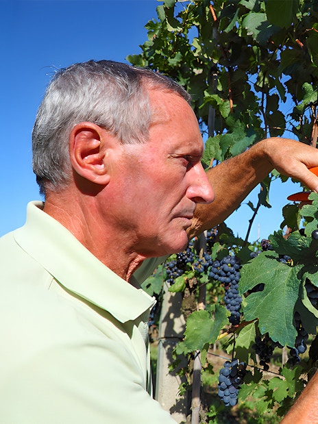 Man harvesting grapes in a Tuscany vineyard.