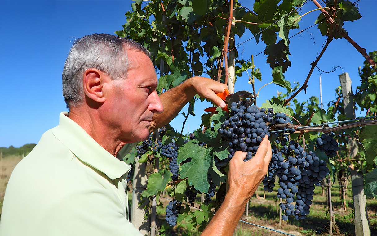 Man harvesting grapes in a Tuscany vineyard.