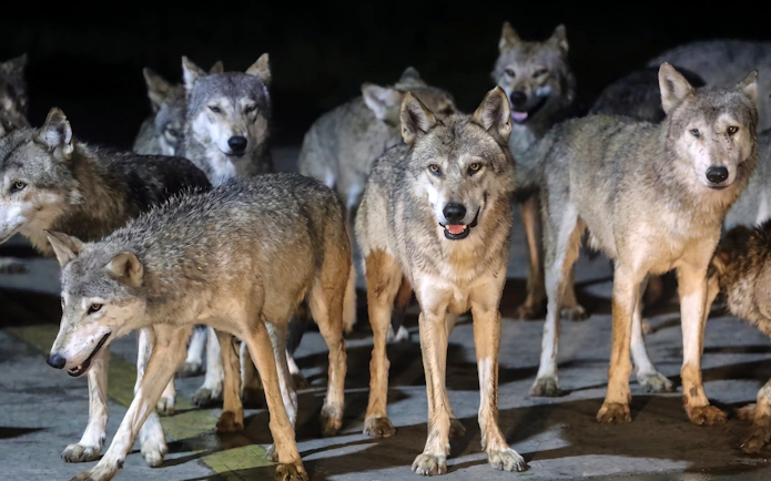 Wolves at Shanghai Wild Animal Park.