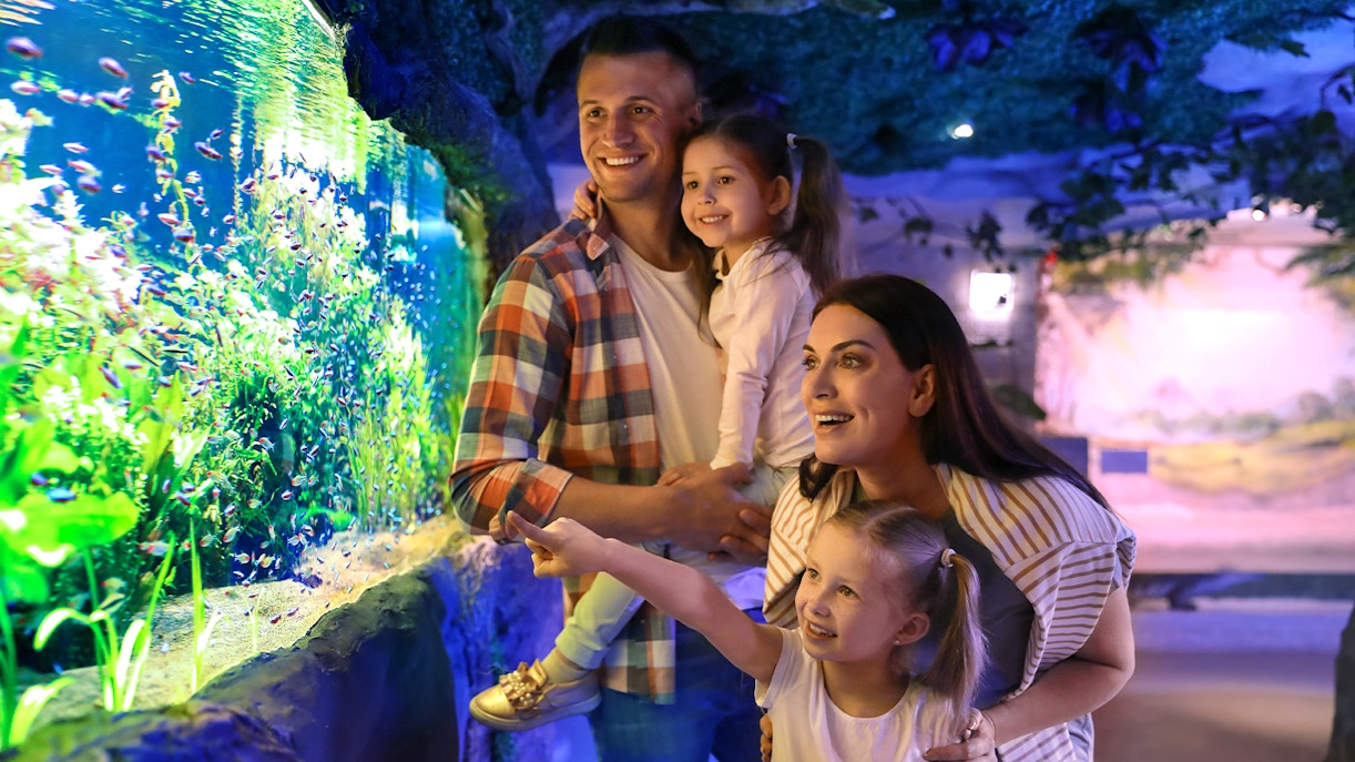 Family observing sea turtles at Cairns Turtle Hospital, Cairns aquarium.