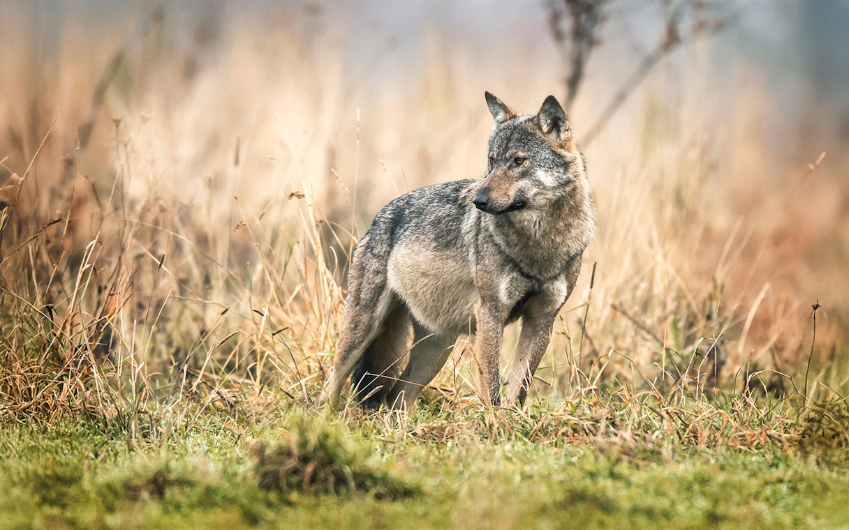 Wolf standing in grassy field at Out of Africa Wildlife Park.